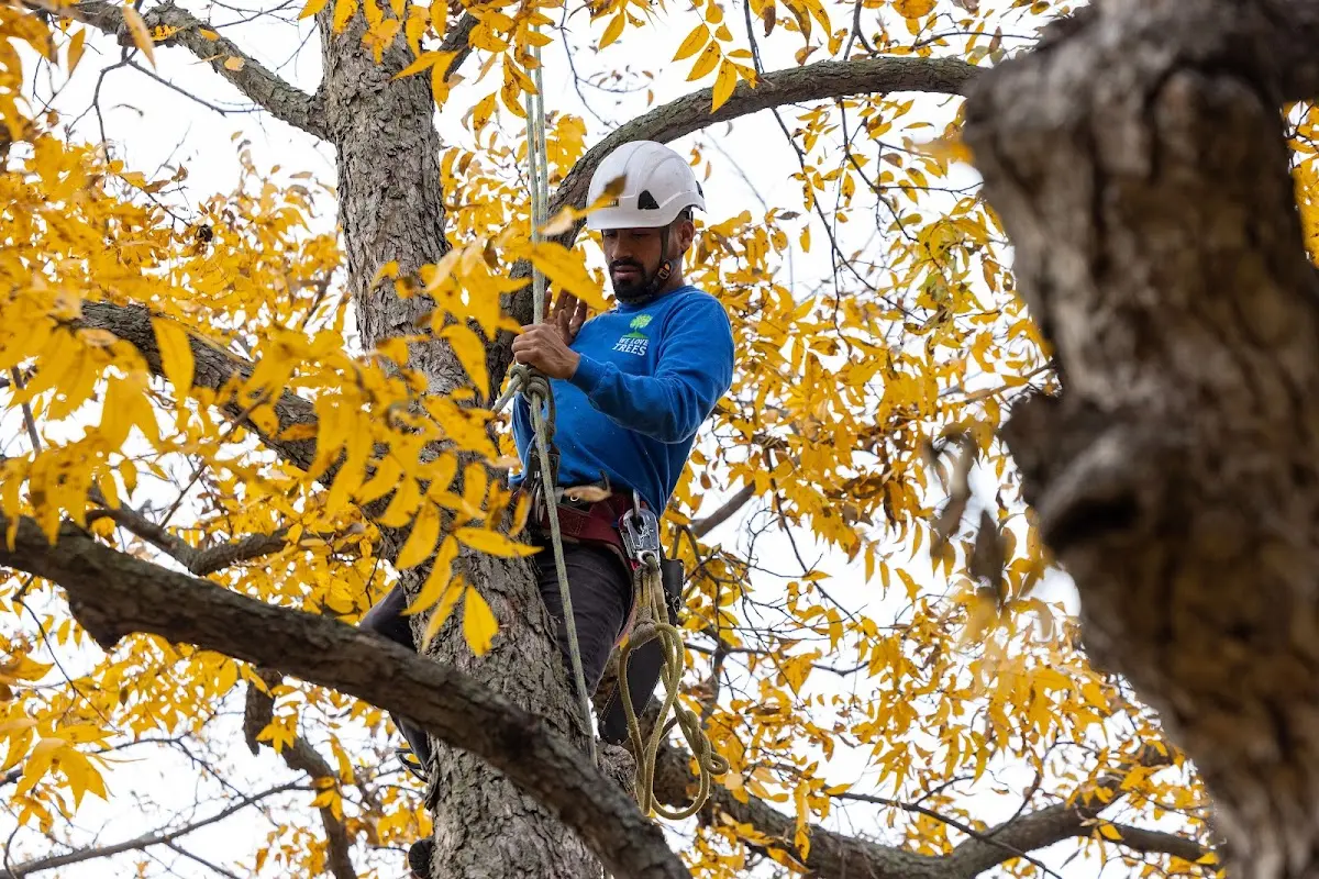Skilled Tree Pruning crew working in Cambridge